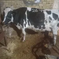 گاو ماده