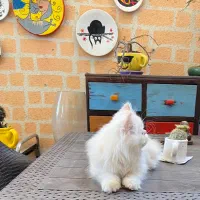 گربه هیمالین سوپر فلت چشم رنگی|گربه|رشت, رشتیان|دیوار