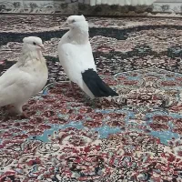 کفتردم سیاه نر