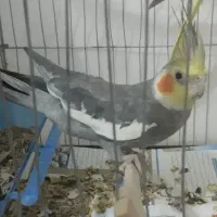 عروس هلندی گمشده منطقه قدس جایگاه نمازجمعه