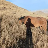 اسب مادیان همراه کره نر ۲ ماهه|اسب و تجهیزات اسب‌سواری|تبریز, |دیوار