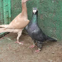 زرد کاریرماده اگزبیشن نر و زرد دنش ماده