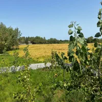 واگذاری-زمین-باشرایط-پرداخت-ویژه-200متر-نزدیک-دریا