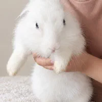 خرگوش باهوش