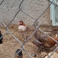 ۱۰عدد مرغ قیمت۵۰۰|حیوانات مزرعه|ششده و قره بلاغ, |دیوار