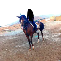 اسب مادیان کره آرش سین