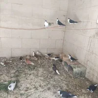 کبوتر اصفهانی