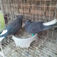 سراه‌خرمشهر