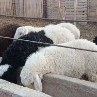 بره و کهره چپش|حیوانات مزرعه|کرمان, |دیوار