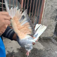 کبوتر گرفتم