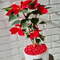 گل و گیاه آپارتمانی|گل و گیاه طبیعی|گنبد کاووس, |دیوار