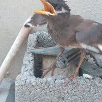 مینا