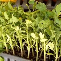 نشا گوجه بادمجان فلفل هندوانه کلم بروکلی گل کلم