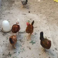 مرغ فروشی|حیوانات مزرعه|نهبندان, |دیوار