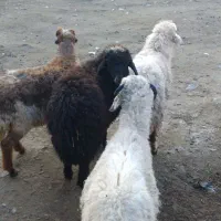 ۵عدد بره ماده