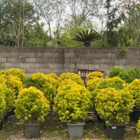 شمشاد طلایی