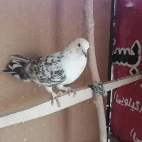 کبوتر|پرنده|تهران, آهنگ|دیوار