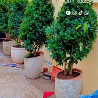 خدمات باغبانی هرسکاری سمپاشی کل کار باقیمت مناسب