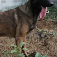 مالینویز|سگ|رشت, گلسار|دیوار