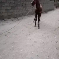 کره اسب نریان|اسب و تجهیزات اسبسواری|برازجان, |دیوار