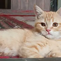 واگذاری رایگان