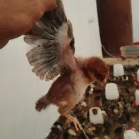 فروش جوجه گلپایگانی ۳۰روزه وبوقلمو ۴۵روزه