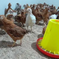 جوجه مرغ و خروس واکسناسیون شده همگی سالم