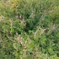 اجاره  وفروش محصول باغ گل محمدی