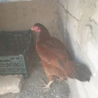 مرغ|حیوانات مزرعه|ایرانشهر, |دیوار