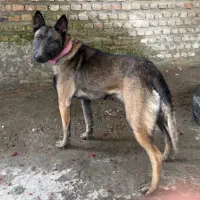 سگ مالینیوز گمشده