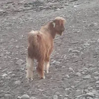 چپشت فروشی سالم 18ملیون