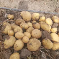 فروش زمین کشاورزی|فروش دفتر صنعتی، کشاورزی، تجاری|اقلید, |دیوار