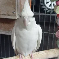 عروس هلندی|پرنده|قرچک, محمد آباد|دیوار