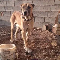 سگ میکس افغان سراب نر|سگ|تربتحیدریه, کوه سنگی|دیوار