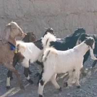 بز پاکستانی زاییده|حیوانات مزرعه|کاشمر, |دیوار