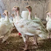 نیمچه جوجه بوقلمون بیوتی ۴۰ روزه|حیوانات مزرعه|تهران, کن|دیوار