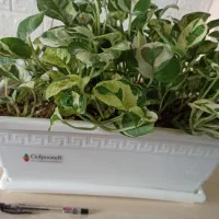 گل  پتوس ارتشی و پتوس ابلق زعفرانی