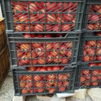 گوجه فرنگی درجه یک|خوردنی و آشامیدنی|تاکستان, |دیوار