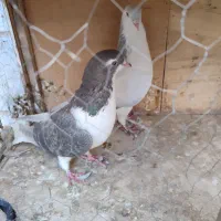 چن جفت کبوتر|پرنده|تهران, مسعودیه|دیوار