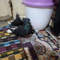 کبوتر دم سفید