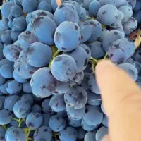 شیره انگور طبیعی و تازه|خوردنی و آشامیدنی|اسلامشهر, شهرک قائمیه|دیوار