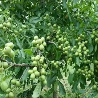 پیش‌فروش نهال گردو درجه یک اصلاح‌شده|حراج|میاندوآب, |دیوار