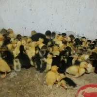 جوجه اردک