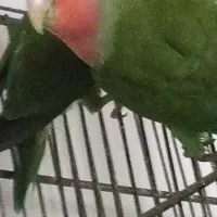 جفت کوتوله برزیلی جوجه مرغ عشق 1 کوتوله برزیلی نر|پرنده|نیشابور, فردوسی جنوبی|دیوار