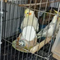 البینو عروسهلندی