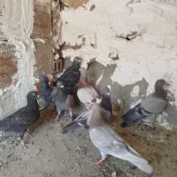 کفتر