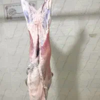 گوشت تازه کهره 3کیلو و دام زنده انواع کهره زنده