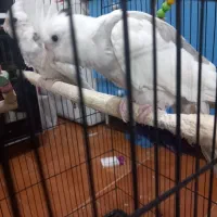 طوطی عروس|پرنده|رشت, شهرک صبا|دیوار