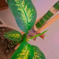 دیفن سه تا قلمه از پایین زده|گل و گیاه طبیعی|محمدیه-قزوین, |دیوار