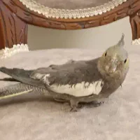 عروس هلندی ماده